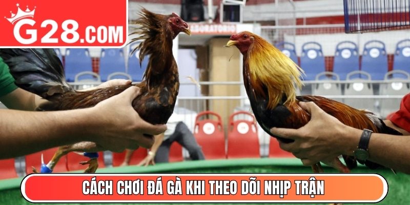 Cách chơi đá gà khi theo dõi nhịp trận