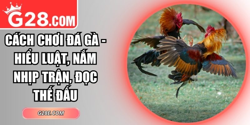 Cách chơi đá gà