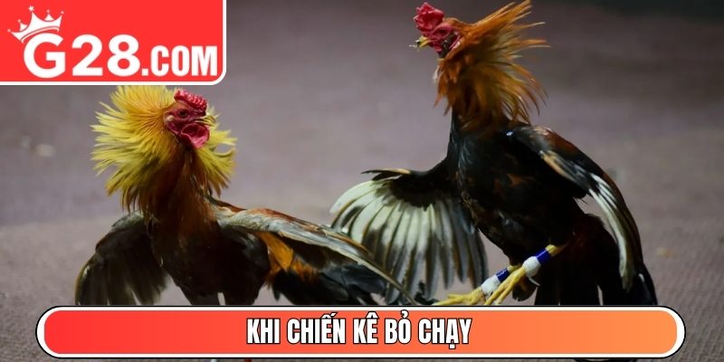 Khi chiến kê bỏ chạy