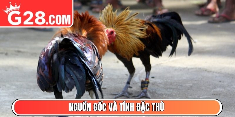 Nguồn gốc và tính đặc thù
