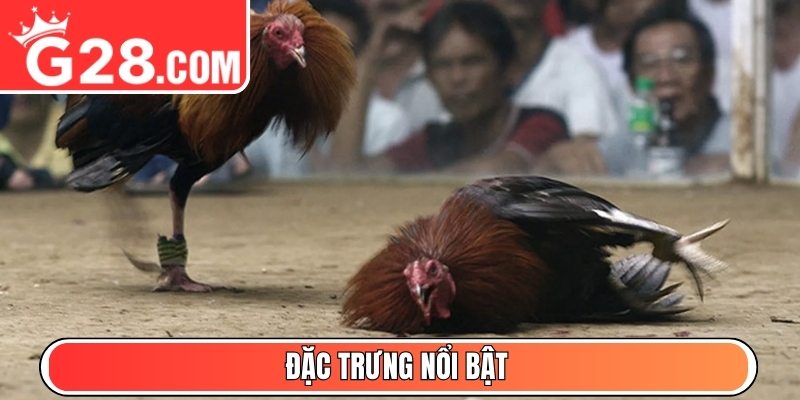 Đặc trưng nổi bật