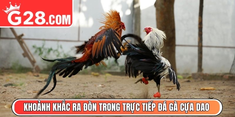 Khoảnh khắc ra đòn trong trực tiếp đá gà cựa daoKhoảnh khắc ra đòn trong trực tiếp đá gà cựa dao
