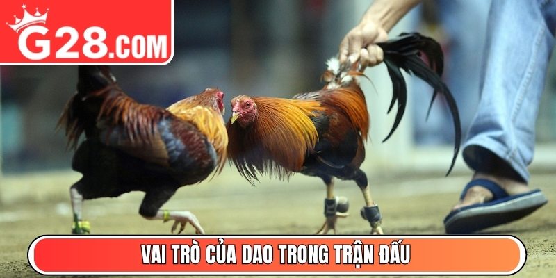 Vai trò của dao trong trận đấu